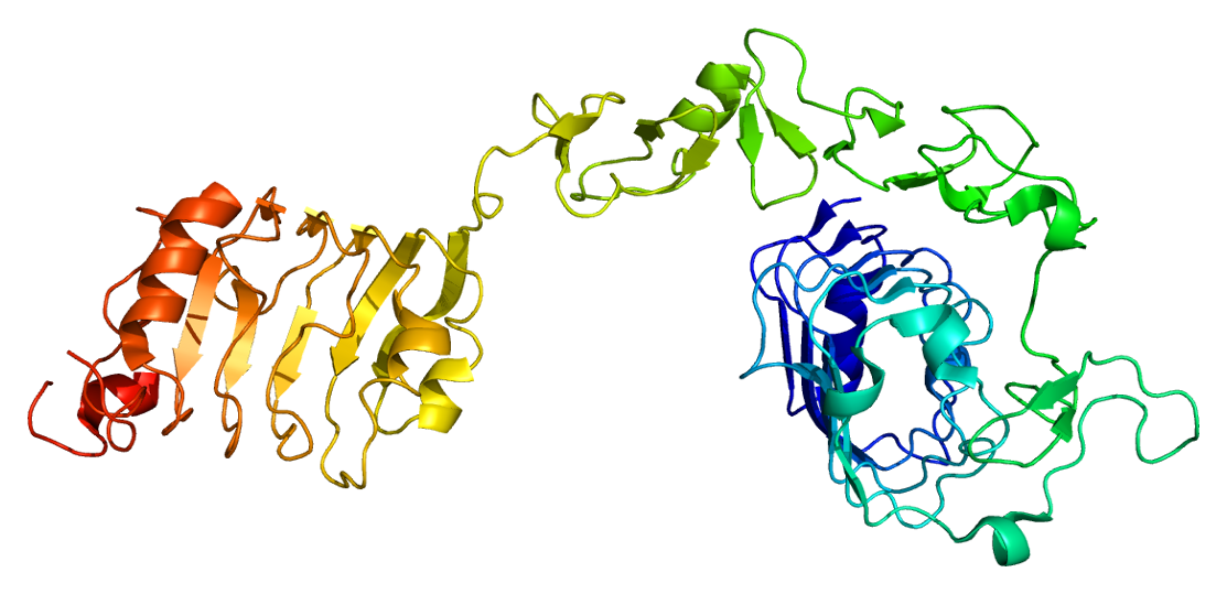 IGF1R protein