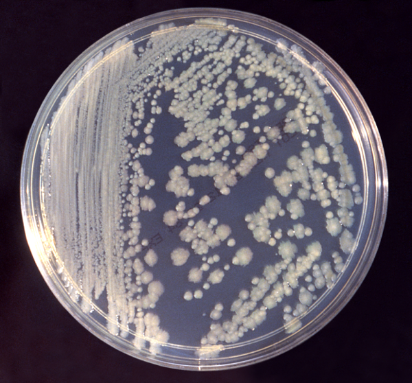 Colony of Enterobacter cloacae bacteria